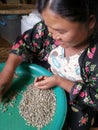 A tribal women picking the coffee bean