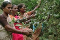 Tribal women working