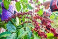 Tribe Akha farmer woman harvesting arabica coffee berries in the