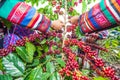 Tribe Akha farmer woman harvesting arabica coffee berries in the