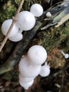 A Tribe of Cute White Mushrooms