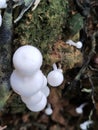 A Tribe of Cute White Mushrooms