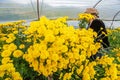 Tribe Hmong women harvesting yellow carnation flowers in the greenhouse. Carnation flowers are in bloom in the greenhouse