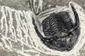trilobite Royalty Free Stock Photo