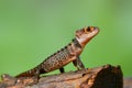 Red eye Crocodiles sknink on branch  in tropical garden Royalty Free Stock Photo