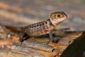 Red eye Crocodiles sknink on branch in tropical garden