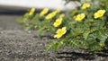 Tribulus terrestris also known as Caltrop, Tribulus, Catshead, Common dubbletjie, Puncturevine, Goat head, Devils thorn, Devils Royalty Free Stock Photo