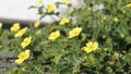 Tribulus terrestris also known as Caltrop, Tribulus, Catshead, Common dubbletjie, Puncturevine, Goat head, Devils thorn, Devils Royalty Free Stock Photo