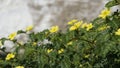 Tribulus terrestris also known as Caltrop, Tribulus, Catshead, Common dubbletjie, Puncturevine, Goat head, Devils thorn, Devils Royalty Free Stock Photo