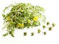 Tribulus terrestris on white Royalty Free Stock Photo