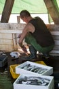 Fisherman gutting a fish on a deck of a trawler boat Royalty Free Stock Photo