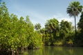A tributary of the River Gambia near Makasutu Forest in Gambia, Royalty Free Stock Photo