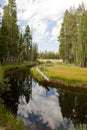 Tributary in scenic forest Royalty Free Stock Photo