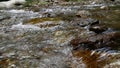 Passirio river with flowing water in Lana - Italy