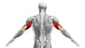 Anatomy of the Triceps Muscles