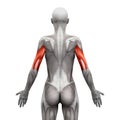 Triceps Muscles - Anatomy Muscles isolated on white - 3D illustration