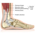 Triceps surae ankle joint 3d medical illustration