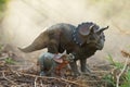 Triceratop dinosaurs with baby in a misty forest Royalty Free Stock Photo