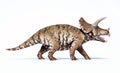 Triceratops 3d rendering On white background Royalty Free Stock Photo