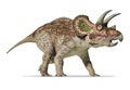 Triceratops 3d rendering On white background Royalty Free Stock Photo