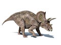 Triceratops dinosaur, isolated at white background, with clipping path. Royalty Free Stock Photo