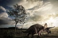 Triceratops  Dinosaur  living in Late Jurassic Royalty Free Stock Photo