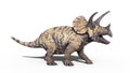 Triceratops, dinosaur reptile roaring, prehistoric Jurassic animal isolated on white background, 3D illustration