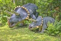 Triceratops Dinosaurs