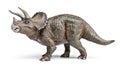 Triceratops dinosaurs toy with clipping path. Royalty Free Stock Photo