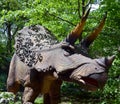 Triceratops is an extinct genus of herbivorous chasmosaurine ceratopsid dinosaur Royalty Free Stock Photo