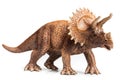 Triceratops Royalty Free Stock Photo