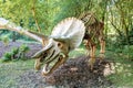 Triceratops Fossil skeleton over natural background Royalty Free Stock Photo