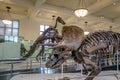 Triceratops Fossile model at the American museum of Natural History AMNH - New York, USA