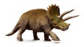 Triceratops horridus, walking dinosaur isolated with shadow on white background