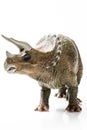 Triceratops plastic figurine in white background