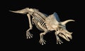 Triceratops skeleton 3d rendering on black background
