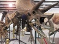 A Triceratops Skeleton at GeoDecor Fossils & Minerals