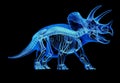 Triceratops skeleton x-ray on black background
