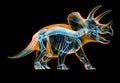 Triceratops skeleton x-ray  on black background Royalty Free Stock Photo