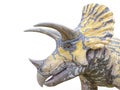 Triceratops on white background