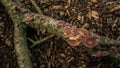 Trichaptum biforme On A Fallen Tree Branch