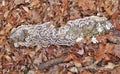 Trichaptum biforme or Purple Tooth Fungus