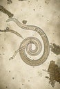 Trichinella spiralis - parasitic nematoda worm microscope