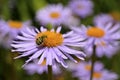 Trichius beetle on aster flower Royalty Free Stock Photo