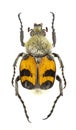 Trichius fasciatus