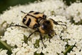 Trichius fasciatus beetle Royalty Free Stock Photo