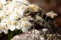 Trichius fasciatus and his flowers