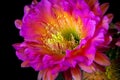 Trichocereus Bloom