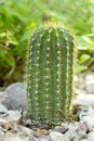 Trichocereus Grandiflorus Cactus Royalty Free Stock Photo