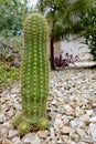 Trichocereus Grandiflorus Cactus